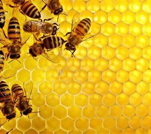 Mật ong Phong Nha, vị thuốc từ mật ong